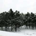 IMG_0138